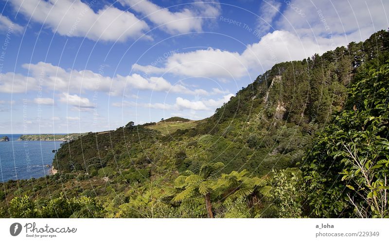 te whanganui-a-hei Nature Landscape Sky Clouds Plant Tree Bushes Wild plant Virgin forest Coast Ocean Blue Green Wanderlust Vacation & Travel Coromandel