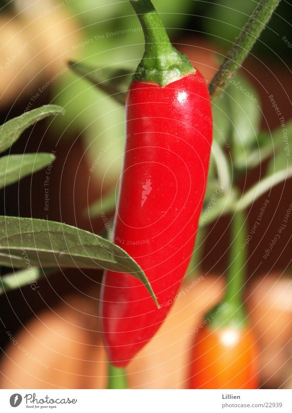 pepperoni Macro (Extreme close-up) Red Pepper Cooking Nutrition Close-up Tangy chilli