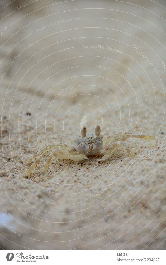 Little Krabbulant (for M) Environment Animal Beach Wild animal Shrimp 1 Small Looking Watchfulness Crawl Shellfish Vacation & Travel Virgin forest Useful