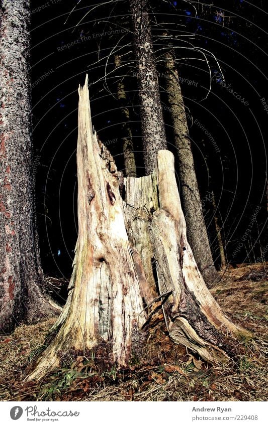 broken Environment Nature Plant Tree Forest Simple Tree trunk Wood Broken Log Colour photo Exterior shot Deserted Day Light Worm's-eye view