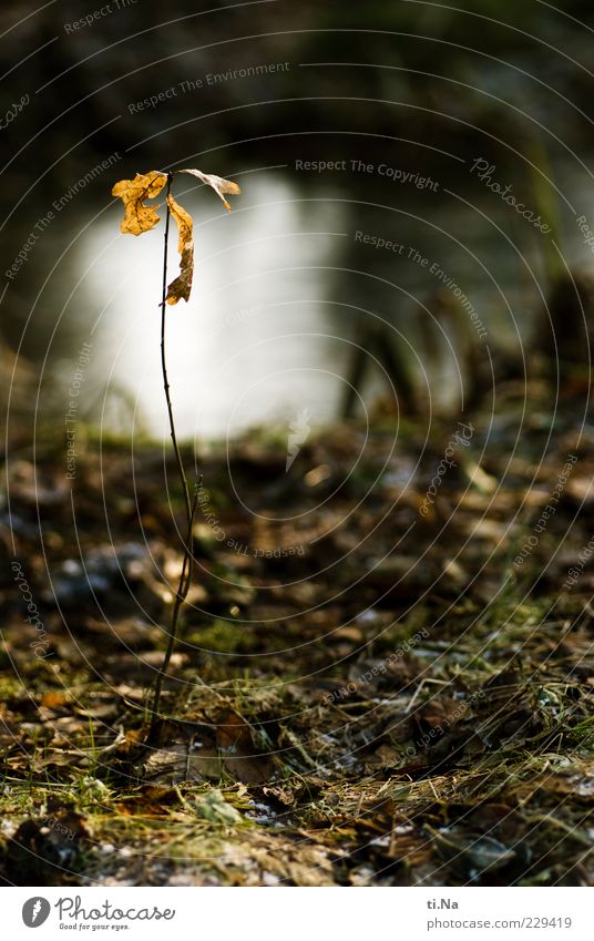 Loneliness // Oak Environment Nature Winter Plant Leaf Pond Growth Cold Yellow Green Emotions Colour photo Exterior shot Woodground Thin Twig Autumnal End