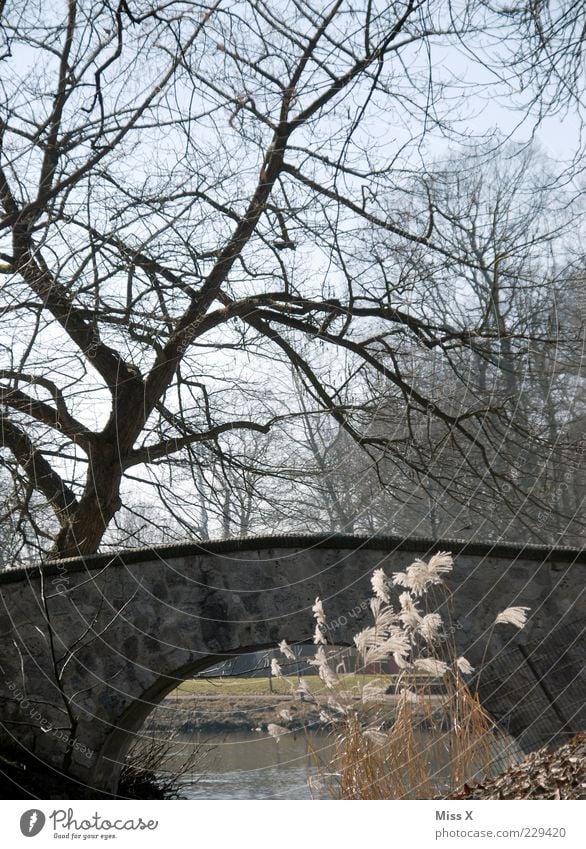 The bridges on the river - Happy birthday afterwards Landscape Winter Wind Tree Bushes Cold Bridge Pond Lakeside Brook Colour photo Deserted