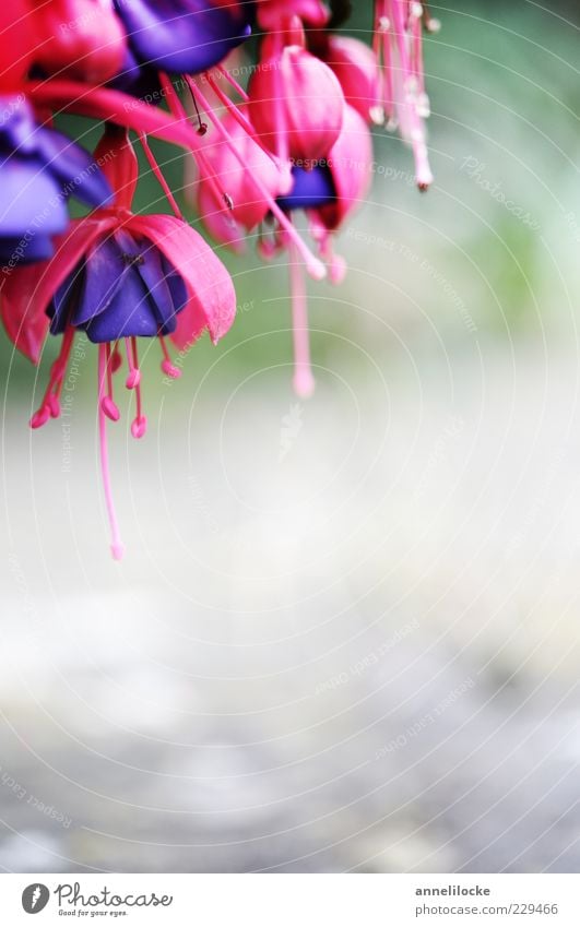 fuchsia Plant Blossom Pot plant Fuchsia Fuchsia flower Blossoming Beautiful Violet Pink Exotic Colour photo Close-up Detail Deserted Day Shallow depth of field