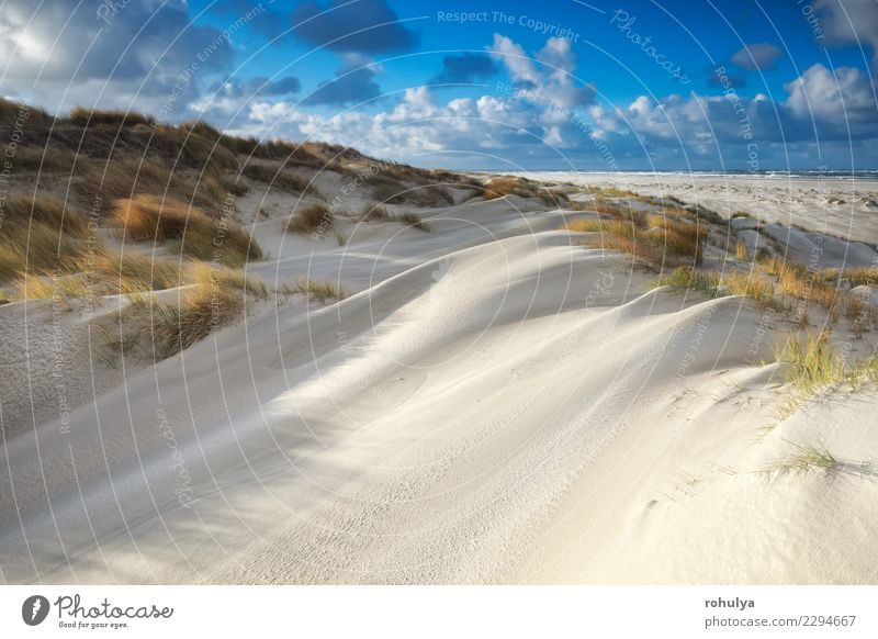 sand dunes by North sea beach on sunny day, Texel, Netherlands Beautiful Vacation & Travel Summer Beach Nature Landscape Sand Sky Clouds Sunlight Weather