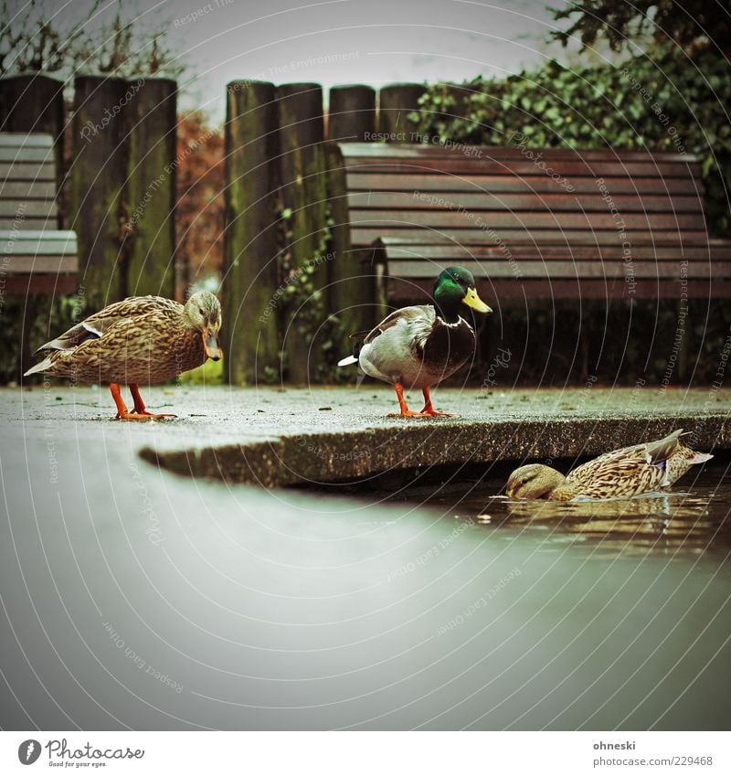 Duck good, all good Water Pond Park Animal Mallard 3 Group of animals Wet Bench Colour photo Copy Space bottom Shallow depth of field Animal portrait