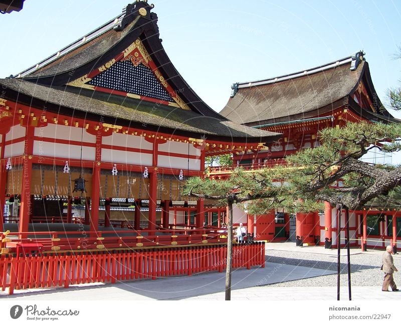 temple Japan Temple Zen Bonsar Tree Tokyo