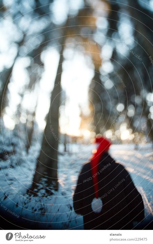 a froodlein stands in the forest Winter Man Adults Back Nature Landscape Tree Forest Lanes & trails Cap Dark Cold Mysterious Perspective Tree trunk Dream world