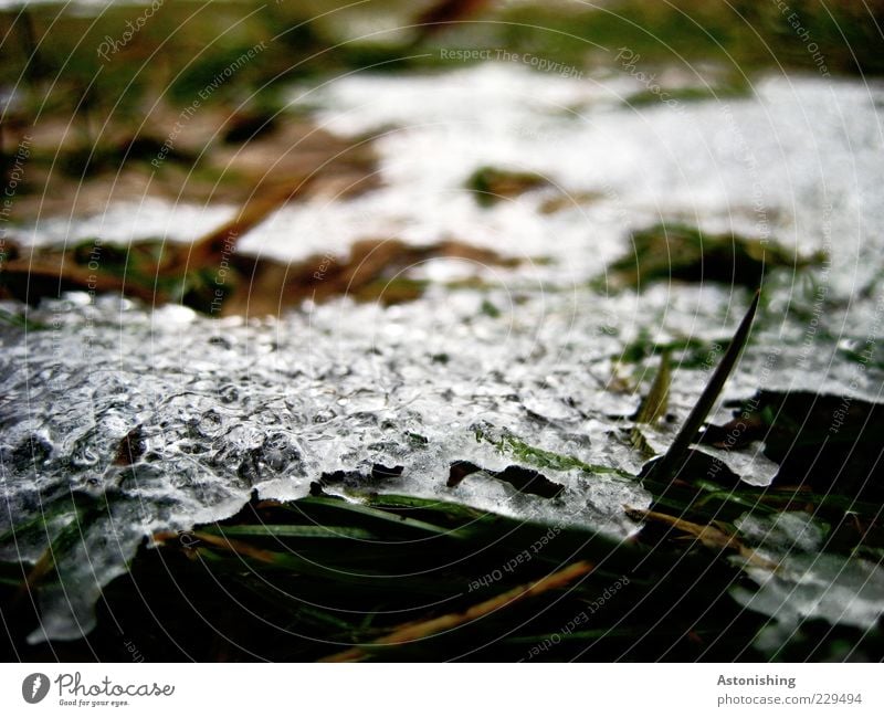 last remnant Environment Nature Plant Spring Winter Ice Frost Snow Grass Meadow Cold Green Black White Remainder Frozen Blade of grass Blur Dew Ice sheet Melt