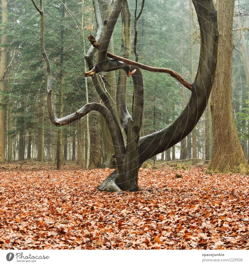 TREE Environment Nature Plant Tree Forest Exceptional Leaf grow together Go up unwieldy Wood Landscape Empty Fog Colour photo Exterior shot Deserted Growth