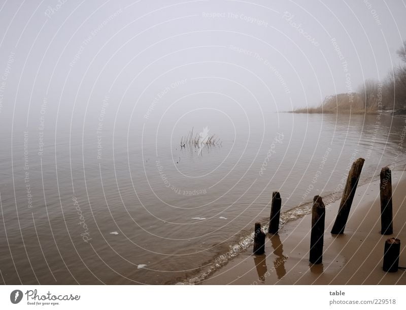 avalon Environment Nature Landscape Elements Sand Air Water Sky Winter Climate Fog Ice Frost Plant Bushes Waves Coast River bank Beach Dark Cold Emotions Calm