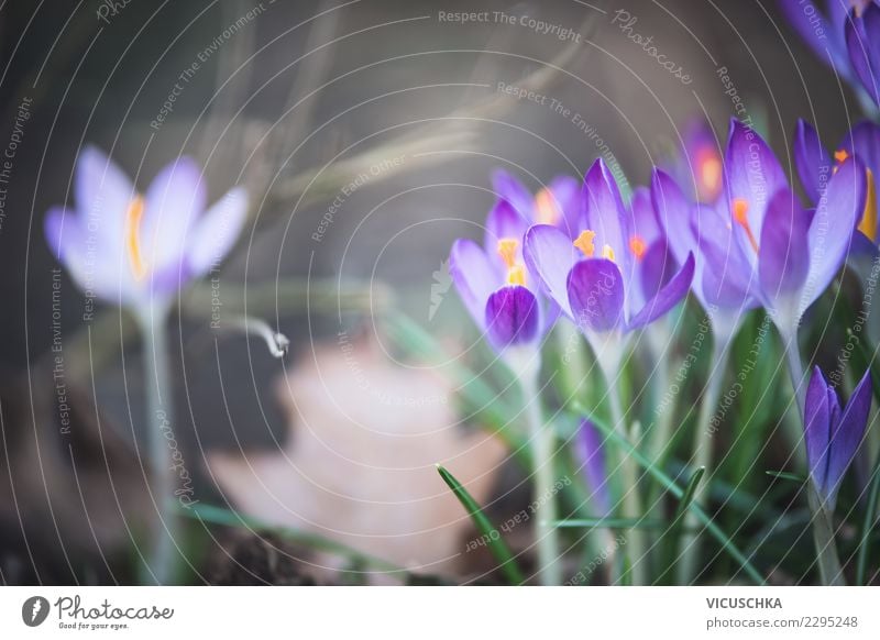 Pretty crocus flowers Design Garden Nature Plant Spring Flower Leaf Blossom Park Blossoming Background picture Beautiful Crocus Violet Colour photo