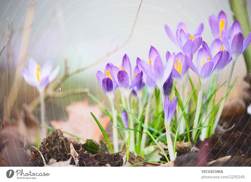 Crocuses in the spring garden Design Garden Nature Plant Spring Leaf Blossom Park Meadow Close-up Exterior shot Colour photo Day Blur