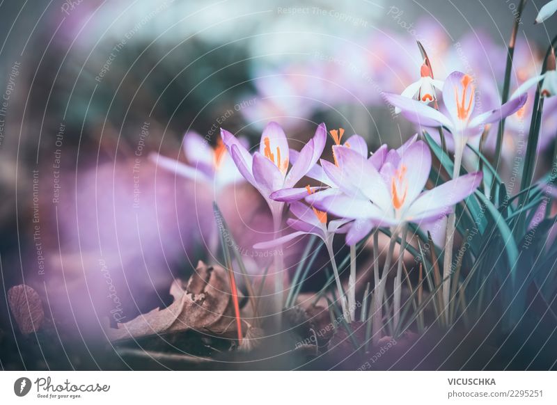 Crocuses close-up Design Garden Nature Landscape Plant Spring Flower Blossom Park Pink Close-up Spring fever Spring flower Spring day Spring crocus Colour photo