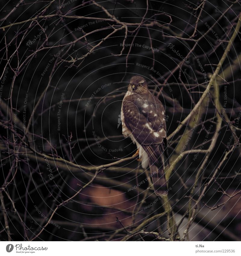 Hunting Environment Nature Bad weather Animal Wild animal Bird Bird of prey Sparrowhawk 1 Authentic Natural Brown Colour photo Exterior shot Close-up Day