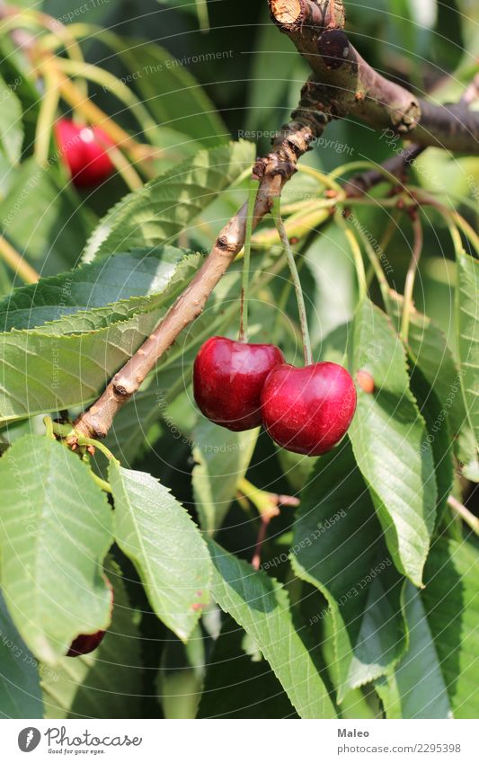 cherries Cherry Berries Tree Twig Leaf Red Green Sour Sweet Fruit Food Fresh Mature Nature Healthy Eating Organic Juicy Macro (Extreme close-up) Dessert