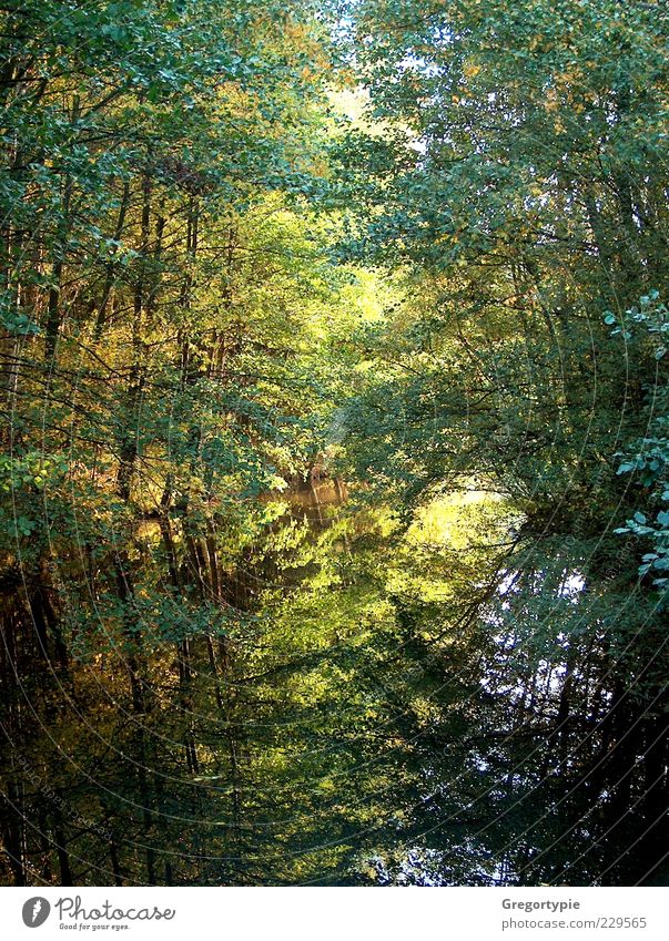 mirror image Nature Water Tree Bushes Leaf Bog Marsh Pond Lake Green Environment Colour photo Exterior shot Deserted Day Contrast Reflection Water reflection