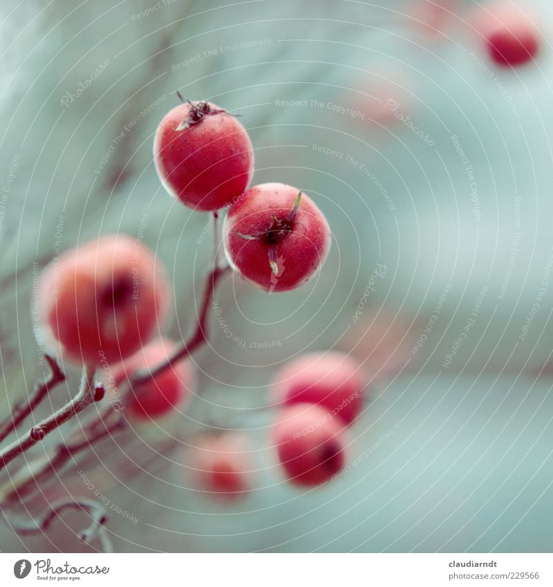 frost fruit Plant Winter Bushes Rose Fruit Red Twig Mature Vitamin C Retro Colours Cold Frost Blur Colour photo Close-up Detail Copy Space right Copy Space top