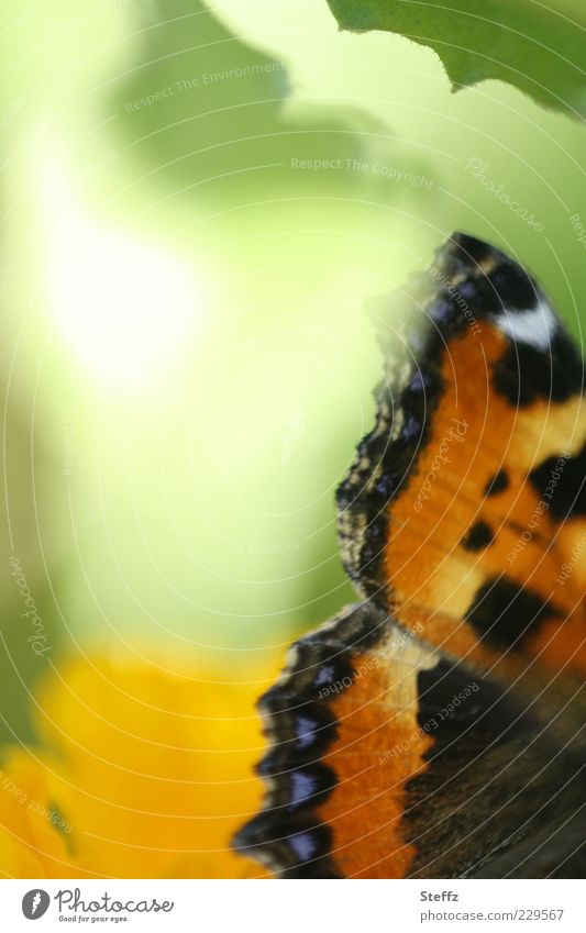 Butterfly wings - light and fairytale butterfly wings Small tortoiseshell native butterfly Aglais urticae Grand piano Noble butterfly Fabulous Illuminating