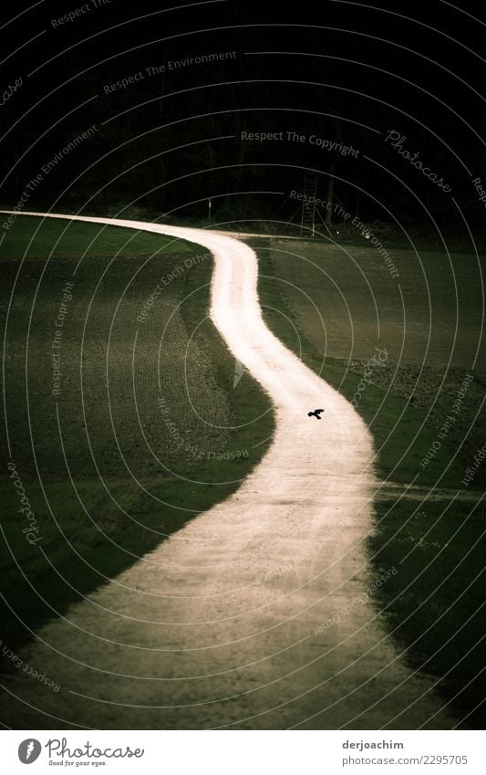 swinging /my way.  A path with a bounce, a meadow on the right and left, and a bird in the middle of the path. Harmonious Relaxation Calm Landscape Autumn