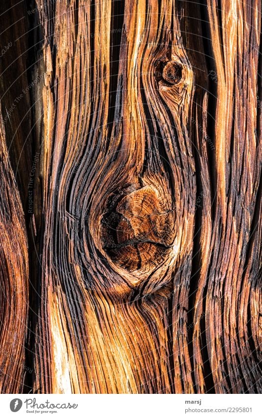 Texture | eventful past Roof beams Knothole Wood grain Line Old Authentic Brown Gold Warm colour Past Patina Washed out Weathered Unwavering Colour photo