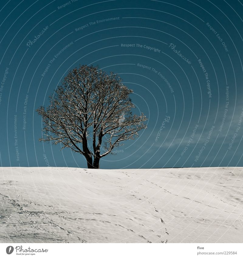 loneliness / subsequent contribution Environment Nature Sky Cloudless sky Winter Beautiful weather Snow Plant Tree Hill Old Cold Blue White Moody Power