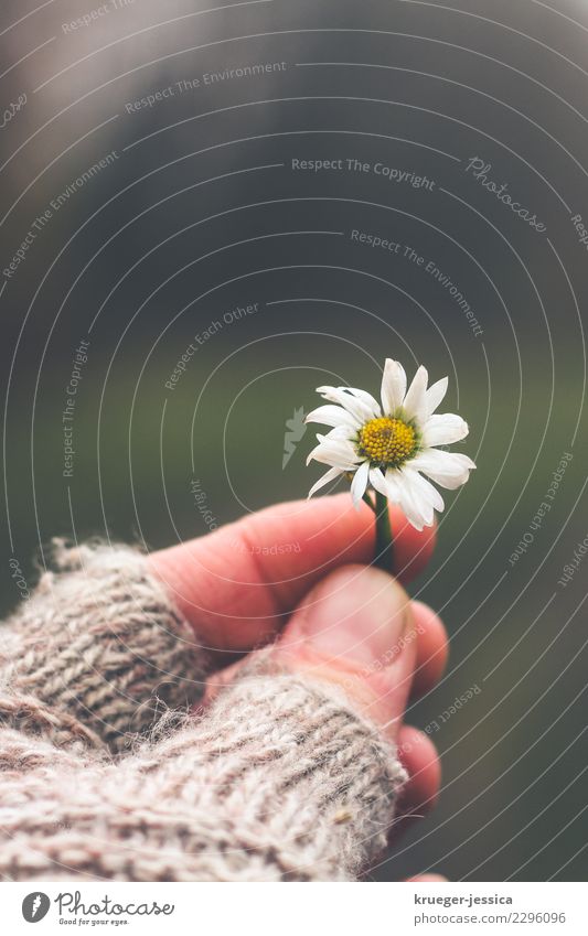 daisies Environment Nature Plant Winter Fog Ice Frost Blossom To enjoy Green White Attentive Calm Colour photo Subdued colour Exterior shot Close-up Detail