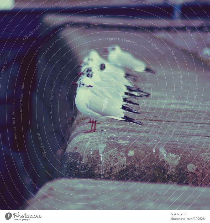 ready for take-off Seagull Bird Freeze Sit Stand Wait Footbridge Stone Watchfulness Break Group of animals Legs Elbe Dresden Subdued colour Exterior shot