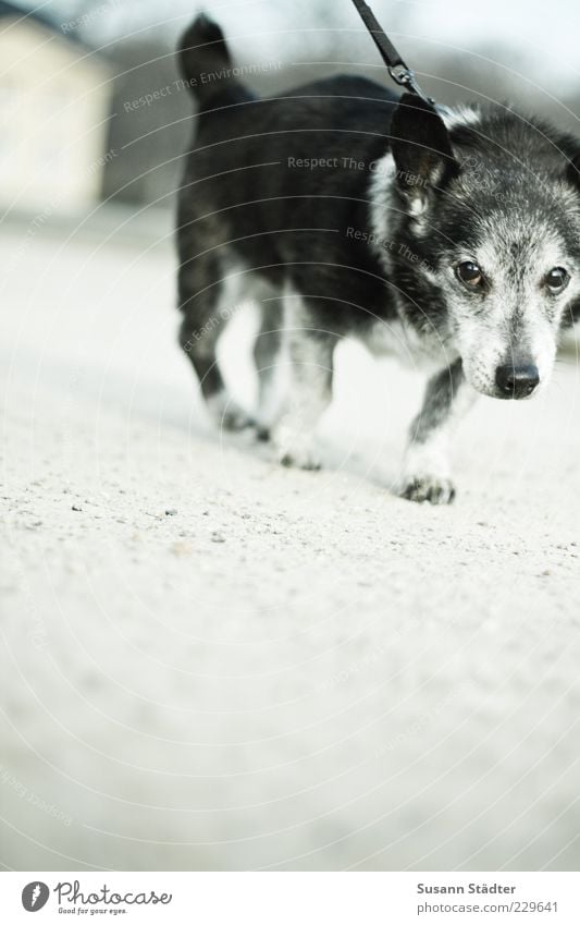 buck Animal Pet Movement Walking Old Gray-haired Dog lead Resistance Listlessness Small Animal portrait Close-up Full-length Looking Looking into the camera