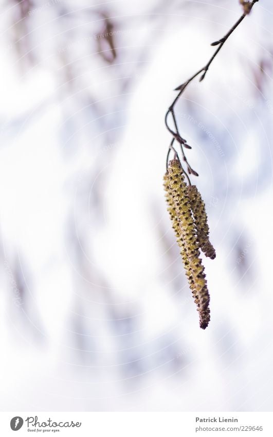 spring awakening Environment Nature Plant Elements Air Spring Tree Blossom Foliage plant Wild plant Faded Growth Beautiful Soft Birch tree Hang Blue Branch