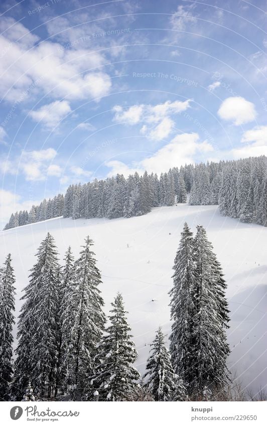 powder Environment Nature Landscape Plant Sky Clouds Sunlight Winter Beautiful weather Tree Forest Hill Mountain Rigi Blue Black White Calm Snowscape Snow layer