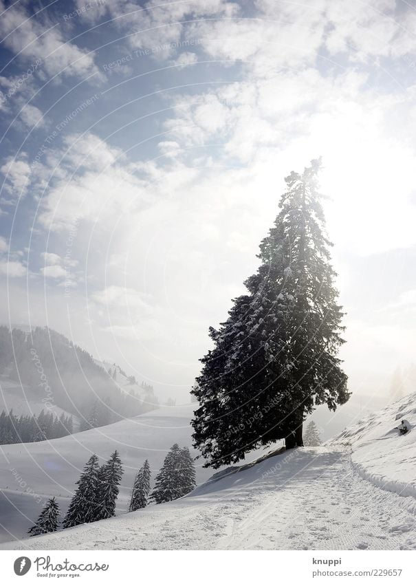 oh tannenbaum... Winter Snow Mountain Environment Nature Landscape Plant Clouds Sun Sunlight Fog Tree Forest Hill Rigi Blue Black White Colour photo