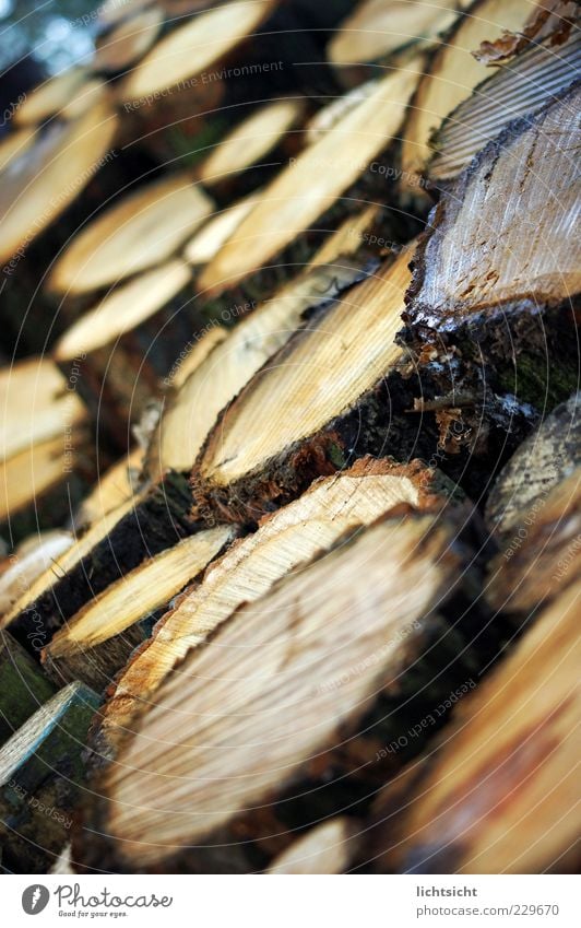 wood Environment Nature Wood Brown Tree trunk Firewood Annual ring Tree bark Spruce Heap Stack Furrow Perspective Slice Resin Background picture Circle