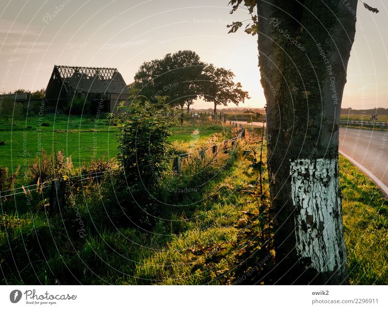 roof damage Environment Nature Landscape Plant Horizon Summer Beautiful weather Warmth Tree Grass Bushes Tree trunk Pasture Fence Fence post Barn Ruin