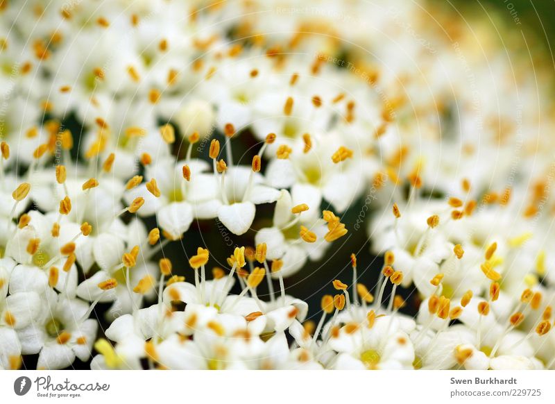 pollen carpet Fragrance Environment Nature Plant Summer Flower Blossom Blossoming Faded Yellow White Spring fever Exotic Fragrant Odor Pollen Pistil