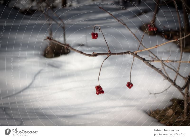 Last fruits Environment Nature Water Spring Autumn Winter Snow Plant Grass Bushes Foliage plant Wild plant Cold Innsbruck Fruit Berries Colour photo