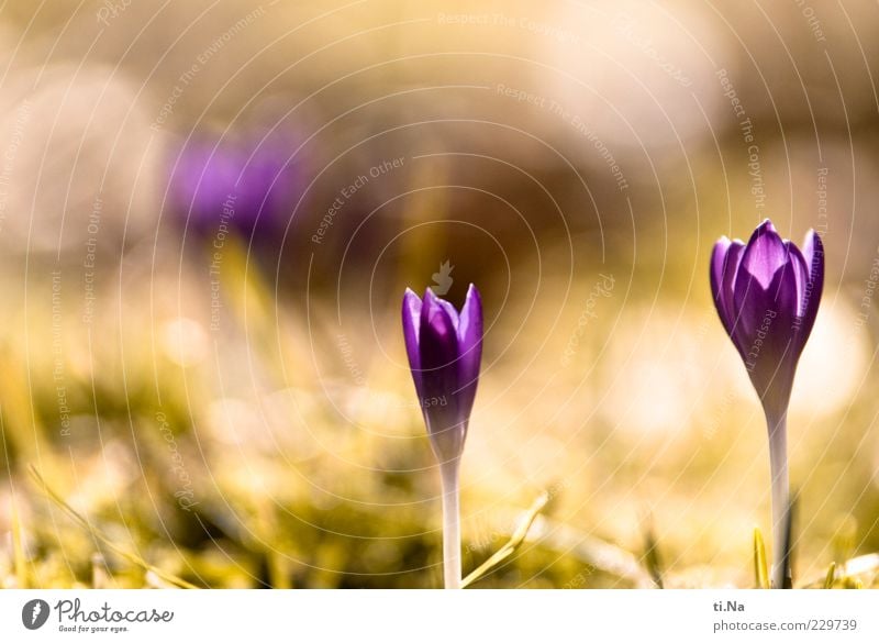 snogged by the sun Environment Nature Spring Beautiful weather Plant Flower Crocus Blossoming Fragrance Growth Bright Yellow Green Violet Happy Spring fever