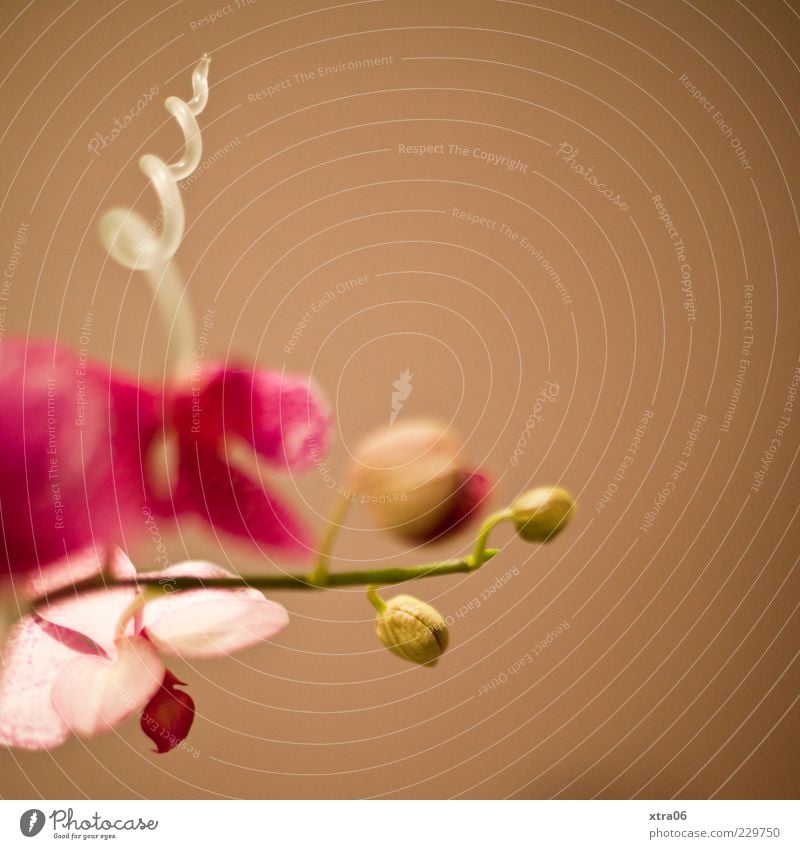 twists Plant Flower Orchid Blossom Pot plant Exotic Elegant Brown Pink Colour photo Copy Space right Copy Space top Neutral Background Deserted Bud Stalk Spiral