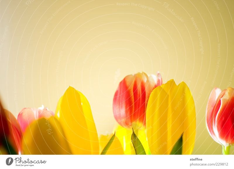 Women's Day Flower Beautiful Kitsch Tulip Spring Bouquet Romance Colour photo Multicoloured Interior shot Copy Space top Detail Neutral Background