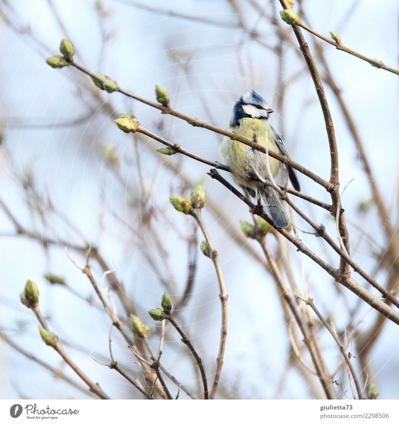 spring awakening Spring Beautiful weather Bird Tit mouse 1 Animal Observe Small Natural Cute Positive Contentment Longing Beginning Idyll