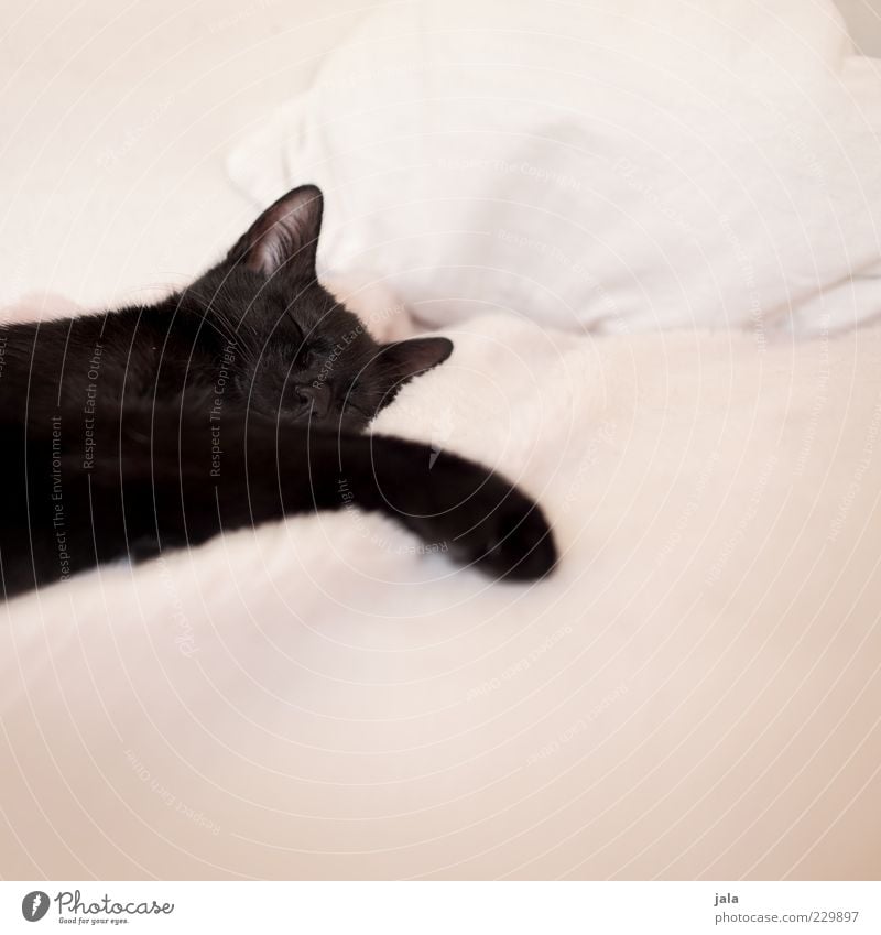 sleep Animal Pet Cat Animal face Pelt Paw 1 Baby animal Sleep Dream Colour photo Interior shot Deserted Copy Space right Copy Space top Copy Space bottom