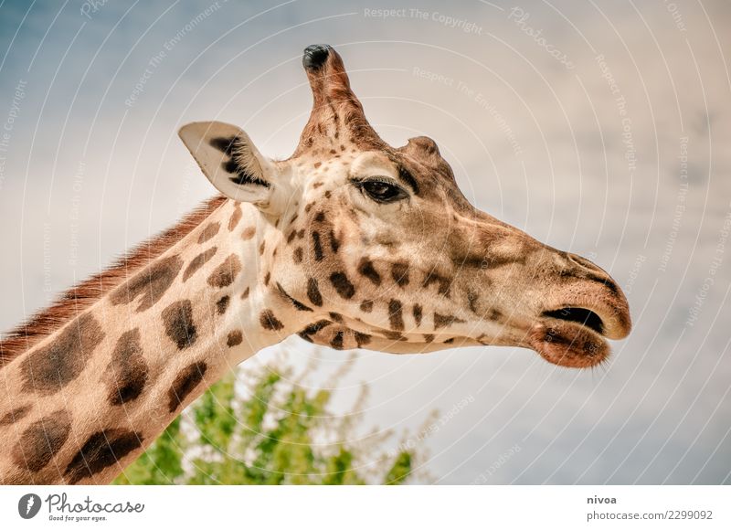 hansguckindieluft4 Environment Nature Plant Animal Tree Wild animal Animal face Zoo Giraffe 1 Discover Going To enjoy Esthetic Friendliness Happiness Gigantic