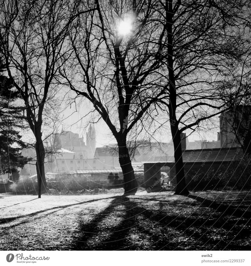 Bautzen, Am Stadtwall Nature Landscape Plant Spring Beautiful weather Tree Grass Twigs and branches Park Germany Small Town Downtown Skyline Populated