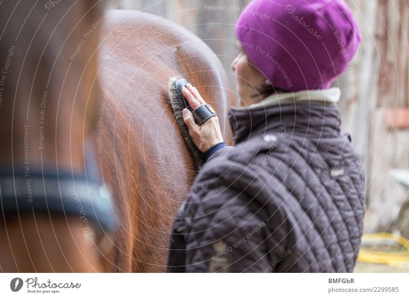 Rider cleaning your horse Lifestyle Luxury Joy Happy Harmonious Contentment Leisure and hobbies Sports Equestrian sports Human being Feminine Woman Adults 1