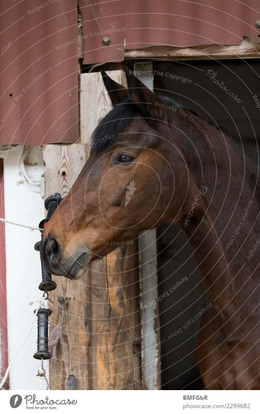 Looking out the box Luxury Leisure and hobbies Ride Sports Equestrian sports Animal Pet Farm animal Horse 1 Natural Beautiful Brown Splendid pretty Watchfulness