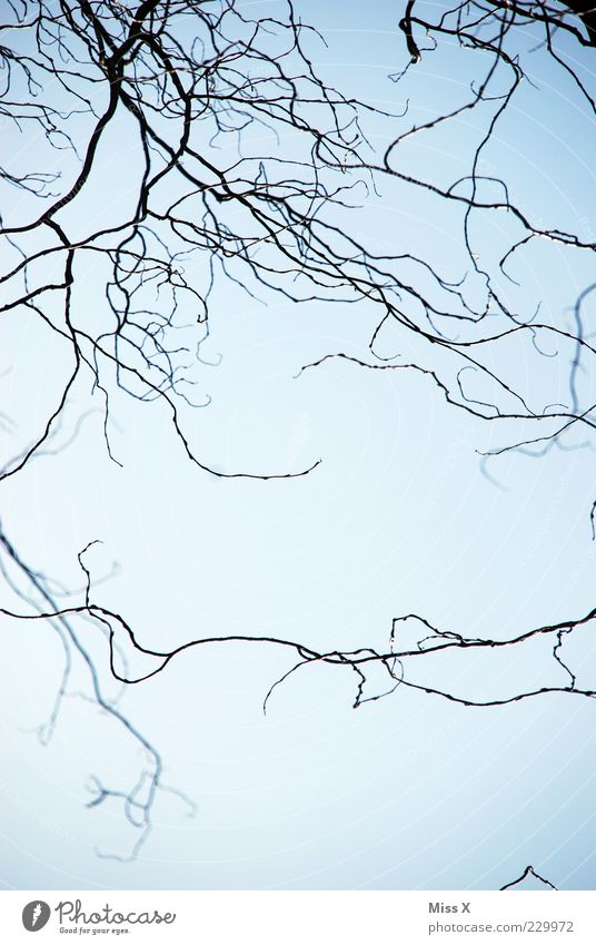 confusion Nature Sky Winter Hang Growth Branch Willow-tree Tendril Delicate Colour photo Subdued colour Exterior shot Copy Space bottom Neutral Background