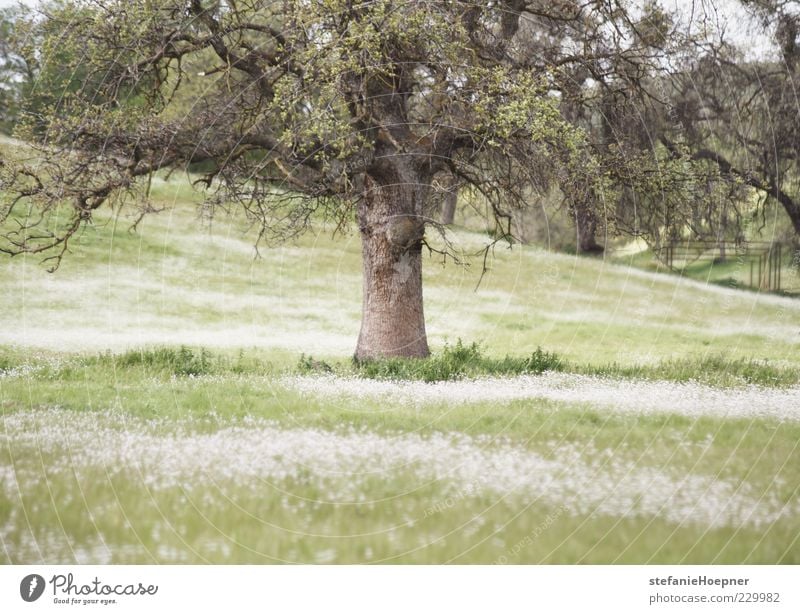 Spring Time Environment Nature Landscape Plant Summer Beautiful weather Tree Grass Garden Park Meadow Field Blossoming Relaxation To enjoy Green Moody Happiness