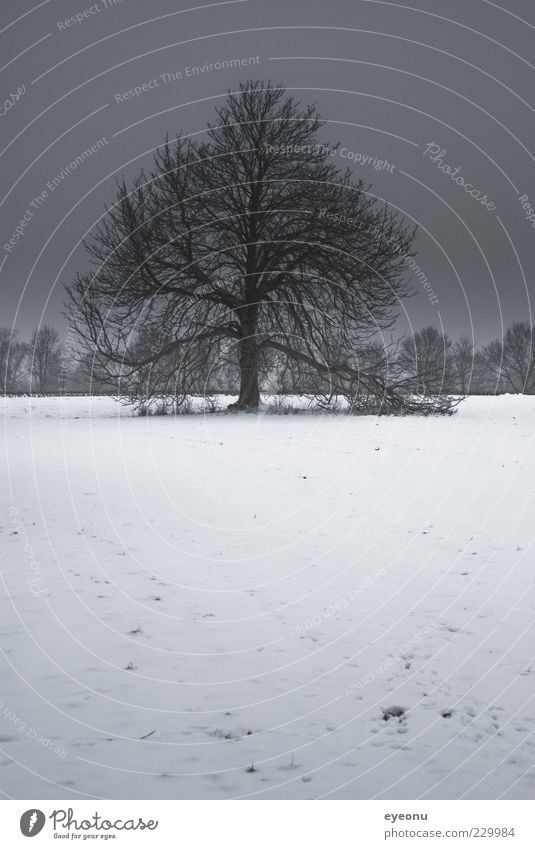 winter tree Nature Landscape Plant Winter Weather Storm Wind Ice Frost Snow Tree Field Meadow Dithmarschen Power Serene Calm Humble Loneliness Cold