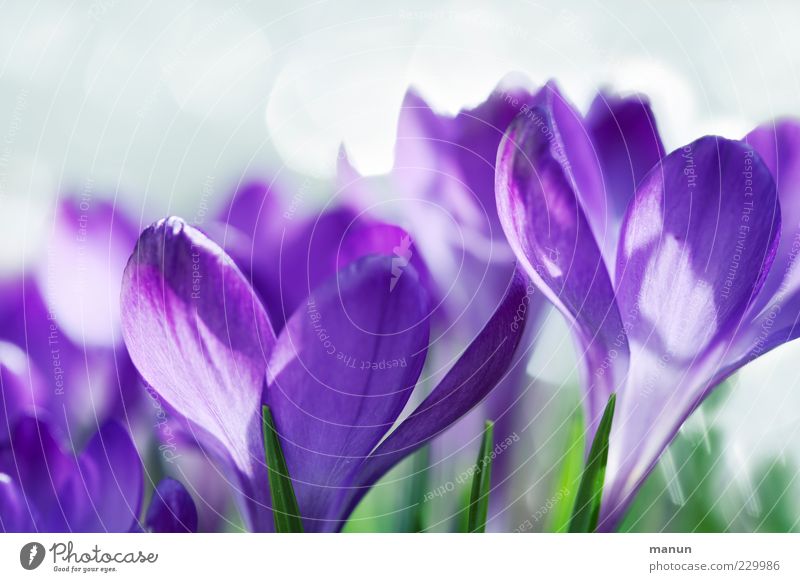 violet Nature Spring Flower Blossom Crocus Spring flower Fantastic Bright Beautiful Natural Violet Spring fever Fragrance Colour photo Exterior shot Close-up