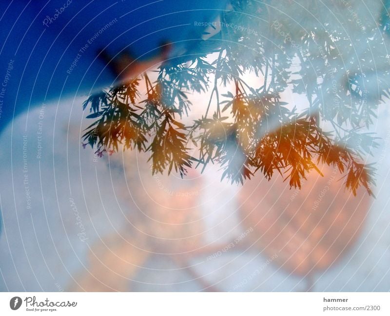 leaf in water Leaf Reflection Autumn Blue Water