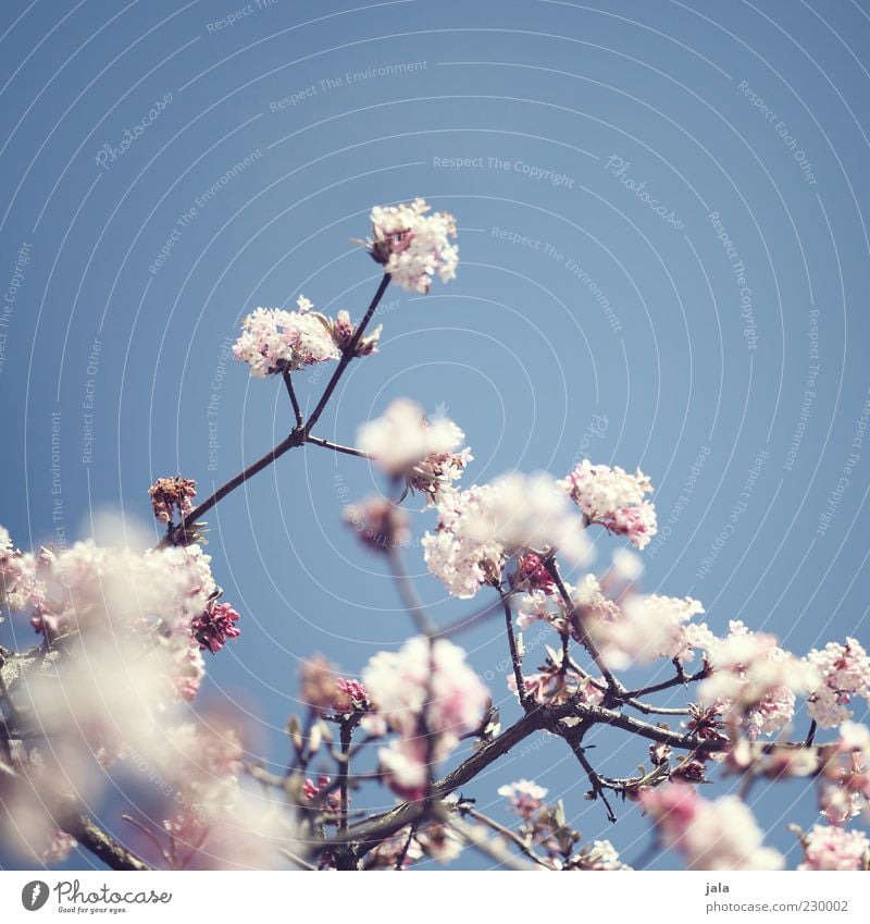 earlyüüühling :-) Cloudless sky Spring Plant Blossom Spring fever Anticipation Pink Light blue Colour photo Exterior shot Deserted Copy Space top